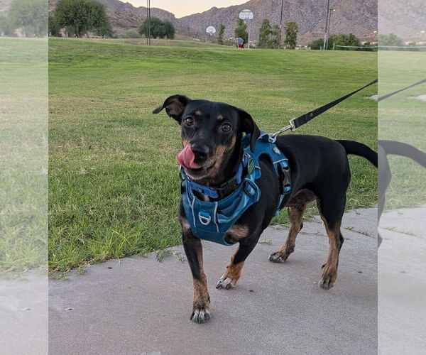 Medium Photo #3 Dachshund-Doberman Pinscher Mix Puppy For Sale in Phoenix, AZ, USA