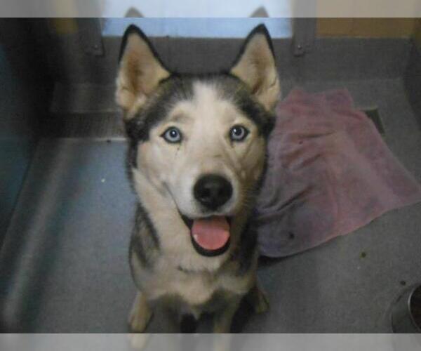 Medium Photo #1 Siberian Husky Puppy For Sale in Orange, CA, USA