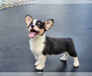 Pembroke Welsh Corgi Puppy for sale in GLENCOE, OK, USA