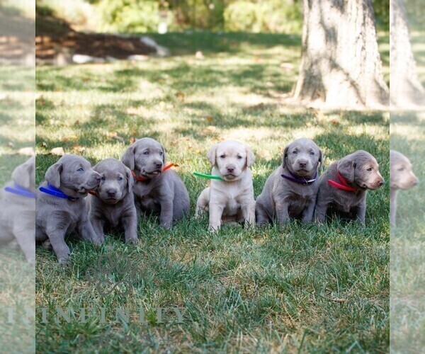 Medium Photo #2 Labrador Retriever Puppy For Sale in NARVON, PA, USA