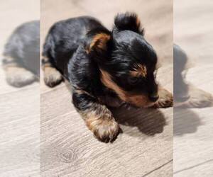 Yorkshire Terrier Puppy for sale in MONTROSS, VA, USA