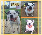 Small American Bulldog Mix