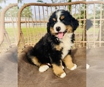 Small Photo #6 Bernese Mountain Dog Puppy For Sale in OCALA, FL, USA