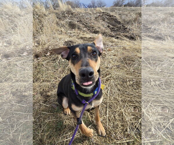 Medium Photo #2 Rottweiler-Unknown Mix Puppy For Sale in Sandy, UT, USA