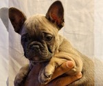 Small Photo #12 French Bulldog Puppy For Sale in PERRIS, CA, USA