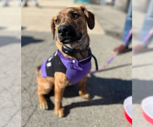 Medium Photo #4 Black Mouth Cur-Labrador Retriever Mix Puppy For Sale in Chester, VA, USA