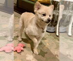 Small #5 Pomeranian Mix