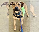 Small #9 Labrador Retriever Mix