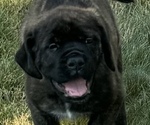 Puppy Huck Mastiff