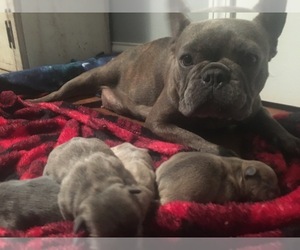 Mother of the French Bulldog puppies born on 11/01/2019