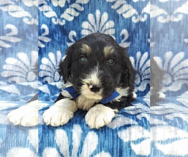 Medium Photo #6 Bernedoodle Puppy For Sale in LANCASTER, PA, USA