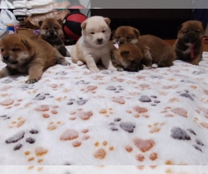 Shiba Inu Puppy for sale in CALUMET PARK, IL, USA
