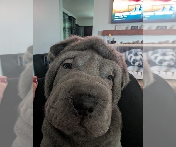 Medium Photo #3 Chinese Shar-Pei Puppy For Sale in MOUNT ULLA, NC, USA