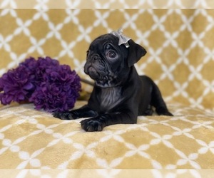 Pug Puppy for sale in LAKELAND, FL, USA