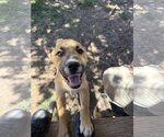 Small Catahoula Leopard Dog-Labrador Retriever Mix