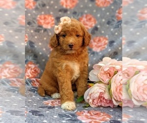 Labradoodle-Poodle (Miniature) Mix Puppy for sale in KIRKWOOD, PA, USA