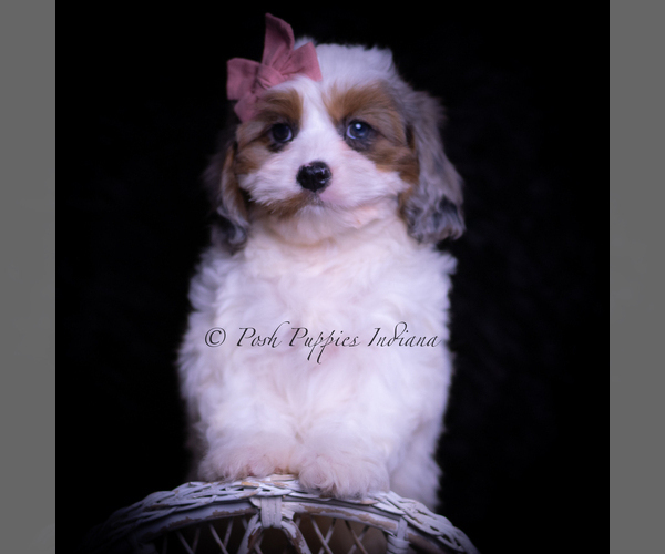 Medium Photo #82 Cavapoo (Miniature) Puppy For Sale in WARSAW, IN, USA