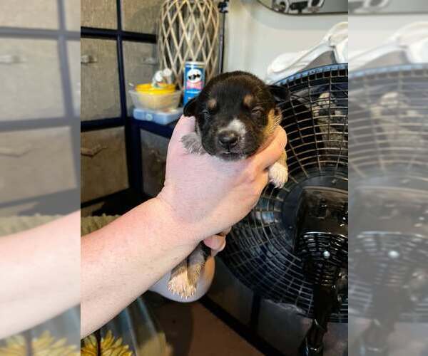 Medium Photo #16 American Staffordshire Terrier-Siberian Husky Mix Puppy For Sale in Corona, CA, USA