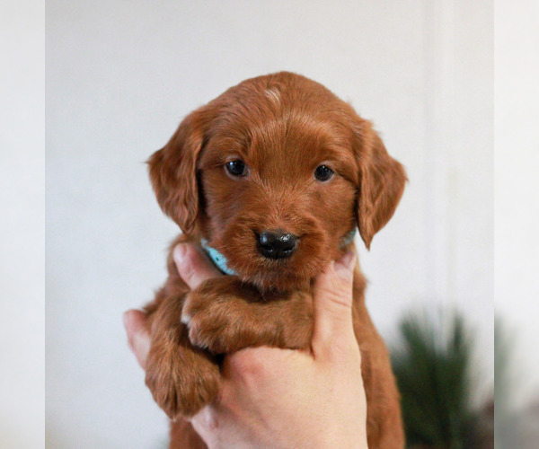 Medium Photo #3 Goldendoodle Puppy For Sale in LITITZ, PA, USA
