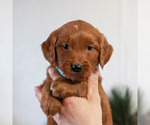 Small #2 Goldendoodle