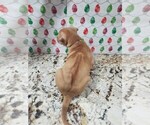 Small Photo #28 Phu Quoc (Vietnam Island) Ridgeback Puppy For Sale in HELOTES, TX, USA