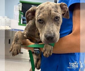 Donald - Male Catahoula Leopard Dog-Labrador Retriever Mix Dog for Adoption - Photo #2