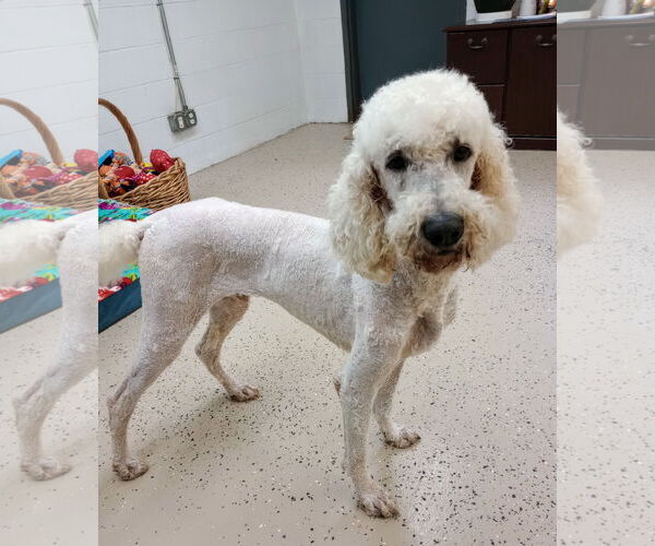 Medium Photo #4 Poodle (Standard) Puppy For Sale in York, SC, USA