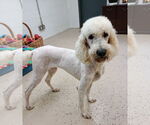 Small #3 Poodle (Standard)