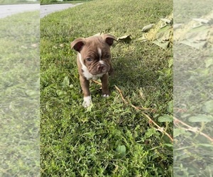 Boston Terrier Puppy for sale in FRANKLIN, VT, USA