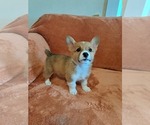 Small #4 Pembroke Welsh Corgi