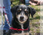 Small #1 Labrador Retriever Mix