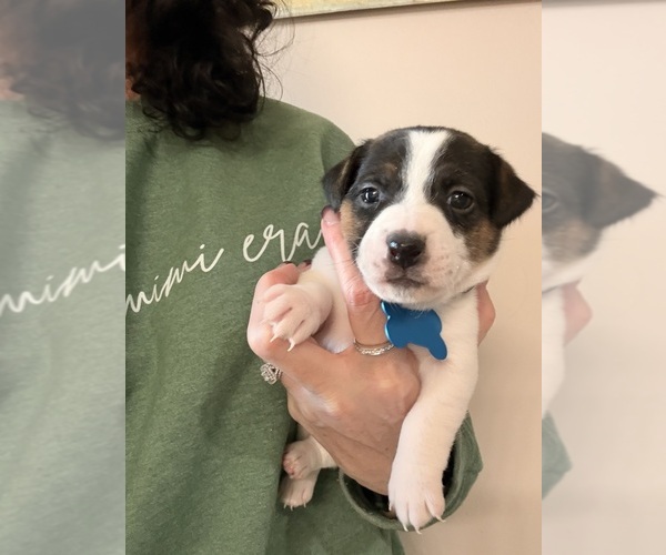 Medium Photo #1 Jack Russell Terrier Puppy For Sale in FREEMAN, MO, USA