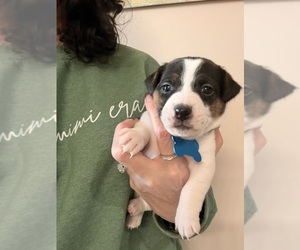 Medium Jack Russell Terrier