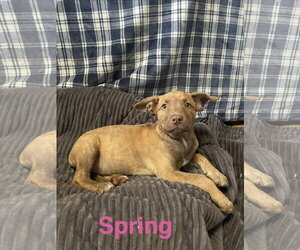 Mutt Dogs for adoption in Topeka, KS, USA