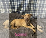 Small Mutt