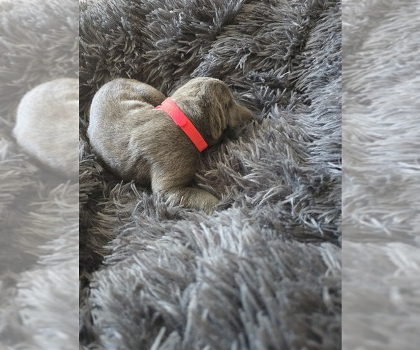 Medium Photo #3 Cane Corso Puppy For Sale in HENRY, VA, USA
