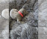 Small #2 Cane Corso