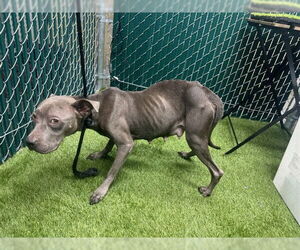 Mutt Dogs for adoption in Downey, CA, USA