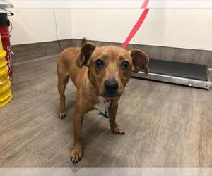 Chihuahua Dogs for adoption in Pasadena, CA, USA