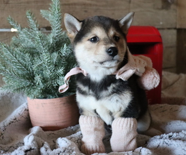 Medium Photo #2 Shiba Inu Puppy For Sale in HONEY BROOK, PA, USA