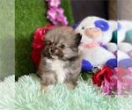 Delivery - Female Pomeranian Puppy for Sale - Photo #8