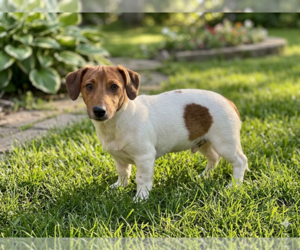 Jack Russell Terrier Dogs for adoption in Grovertown, IN, USA