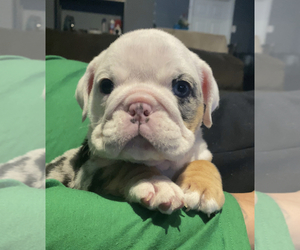 Bulldog Puppy for sale in SALEM, OR, USA
