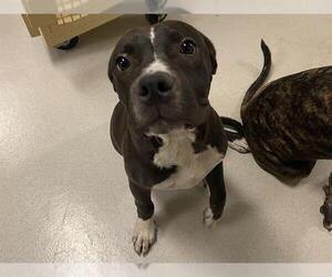 American Pit Bull Terrier Dogs for adoption in Corona, CA, USA