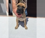Small Photo #9 Cane Corso Puppy For Sale in RANCHO PALOS VERDES, CA, USA