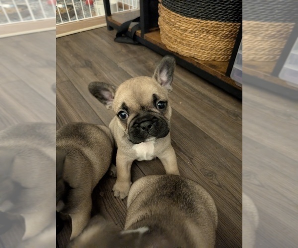 Medium Photo #4 French Bulldog Puppy For Sale in MORGANTOWN, PA, USA
