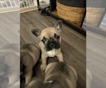 Small #3 French Bulldog