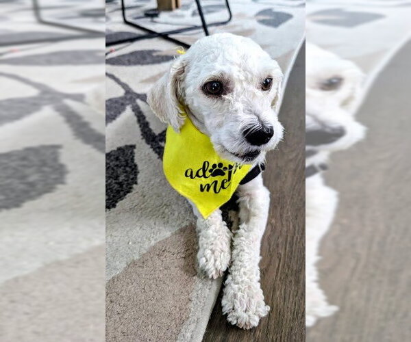 Medium Photo #2 Poodle (Miniature) Puppy For Sale in San Diego, CA, USA