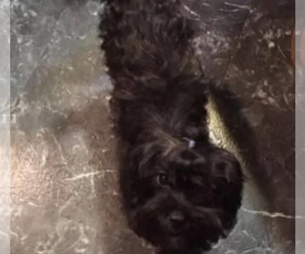 Medium Photo #1 Yorkshire Terrier Puppy For Sale in MOUNT CARMEL, PA, USA