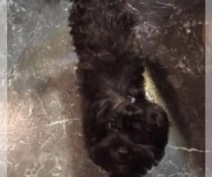 Mother of the Yorkshire Terrier puppies born on 06/15/2023